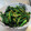 ゆりYO船長's cooksnap of when they made ❁ほうれん草の柚子びたし❁.