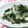 赤毛のあんこ's cooksnap of when they made 大根の皮と春菊のガーリックオイル炒め.