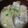 canno's cooksnap of when they made あっさりアサリレタススープ.
