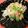 nekoland's cooksnap of when they made 白菜とベーコンの大蒜味噌炒め.