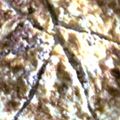 ぷちりな's cooksnap of when they made ひき肉入りたまご焼き.
