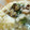 cocoりえ's cooksnap of when they made 簡単✿生姜と牡蠣の❀炊き込み飯✿.
