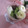 miyuki12's cooksnap of when they made 和風仕立て☆豆腐クリームのアイスパフェ.