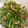 クック1QN4VA☆'s cooksnap of when they made ピーマンとツナのくるみ炒め【作りおき】.