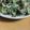 さとみに's cooksnap of when they made ♣春菊とツナのごまマヨ和え♣.