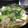 はつこたん's cooksnap of when they made 青梗菜と豆腐の中華風煮込み♪.