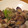 cheerfultoma's cooksnap of when they made あさりのバターしょうゆ蒸し.