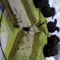 ココナッツ☆'s cooksnap of when they made 抹茶好きの♡抹茶と小豆のムースケーキ♡.