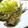 デラロサ's cooksnap of when they made 春菊とたらのサクサク♪香草パン粉焼き.