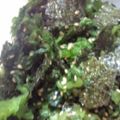 babyミッフィー's cooksnap of when they made わさび菜のぬれふりかけ.