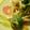ﾈｺ0440's cooksnap of when they made 菜の花としめじのお浸し（味付け：昆布茶）.
