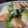 あや　ぱん's cooksnap of when they made 海老とチンゲンサイのこくマヨ炒め.