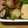 シャンプーハット's cooksnap of when they made 『♣じゃがいもの旨煮♣』.