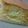 ☆chiemi♪★'s cooksnap of when they made 炊飯器で簡単マロンホットケーキ.