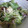 ayano244's cooksnap of when they made 水菜とりんごとカリッとくるみのサラダ♬.