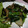 わこたこ's cooksnap of when they made ほうれん草の塩昆布炒め.
