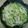 ちどり2号's cooksnap of when they made しらたきと水菜のタラマヨ和え.