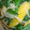 熊人すみこ's cooksnap of when they made ✿簡単 胡麻和え✿.