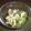 PARNELL's cooksnap of when they made ✿ฺハムときゅうり✿ฺのゆかり和え.