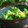 おしす's cooksnap of when they made 納豆のたれで！手抜き胡麻和え☺.