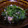☆小鳥のパンジー☆'s cooksnap of when they made ＊春菊とエノキのゴマあえ＊.