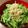 猫柳商店's cooksnap of when they made 春菊とじゃこのサラダ.