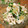 piyo_piyo's cooksnap of when they made ＊ささみのＷおろしサラダ＊.