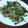 みずぞうさん's cooksnap of when they made 雪菜と舞茸の炒め物.