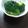 TTkichen's cooksnap of when they made お母さんのブロッコリーのゴマ和え.