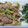 dooochan's cooksnap of when they made 白菜と豚肉のゴマ炒め.