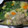 bonnet's cooksnap of when they made 白菜と鶏だんごの鍋.