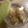 あひるの娘's cooksnap of when they made 生姜の保存方法.