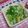 さおぴーや☆'s cooksnap of when they made 春キャベツの梅納豆和え.