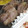 umemodoki's cooksnap of when they made 豚肉のマヨネーズ焼き.