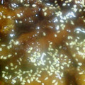 かおやん's cooksnap of when they made さんまの揚げ煮.