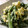 maruru-nn's cooksnap of when they made ★春菊とゆで卵のマヨポン和え★.