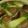 秘伝のタレ's cooksnap of when they made 野菜たっぷり肉団子鍋.