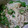 chie-zou88's cooksnap of when they made オクラとえのきの胡麻和え　すだち風味.