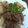 RomCham's cooksnap of when they made 大根ステーキ.