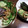 toshiebaba's cooksnap of when they made つるっと納豆☆きゅうりの和え物.