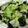 97K004's cooksnap of when they made 簡単！！レタスと海苔の和え物.