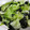 97K004's cooksnap of when they made 簡単！！レタスと海苔の和え物.