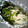 maruru-nn's cooksnap of when they made 秋鮭ときのこのホイル蒸し.