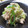 えみんちゅ＊'s cooksnap of when they made ご飯が進む～★ネギ豚＆しらたき炒め★.