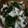 chie-zou88's cooksnap of when they made 長芋とわかめの納豆あえ.