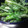 harumidori's cooksnap of when they made 菜の花のからしマヨ和え.