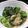 かるしゅーうむん's cooksnap of when they made 小松菜のナムル.
