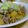chocotama's cooksnap of when they made 大根と蒟蒻のピリ辛炒め煮.