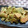 いずみるく's cooksnap of when they made ソーセージとごぼうと舞茸のみそマヨ炒め.