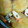 ★主婦初心者★'s cooksnap of when they made ★イカと大根★.